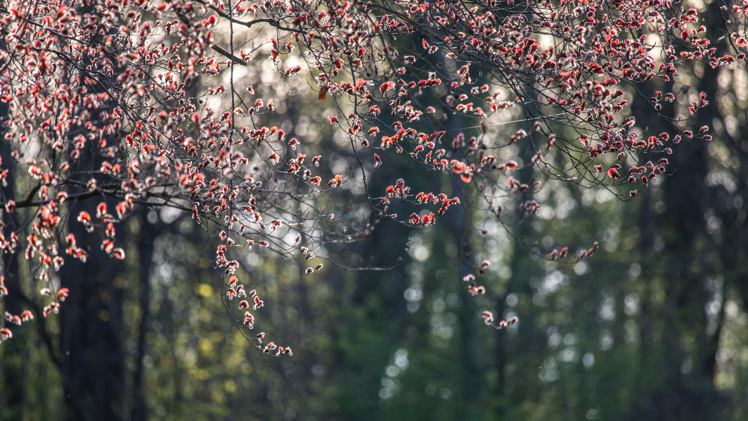 20180414185956 RD4 0683